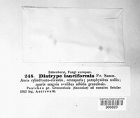 Pseudovalsa lanciformis image
